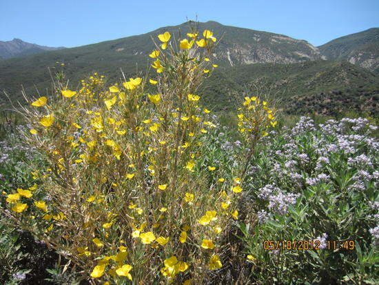 bush