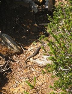 Unknown but venomous snake in Tasmania