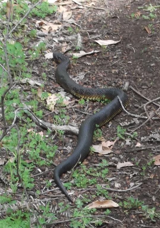 Tiger snake approaching Blackwood hut
