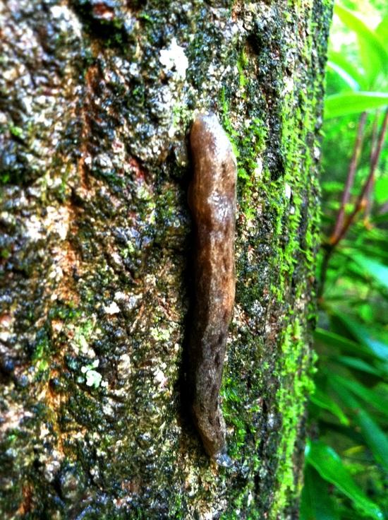 Slug