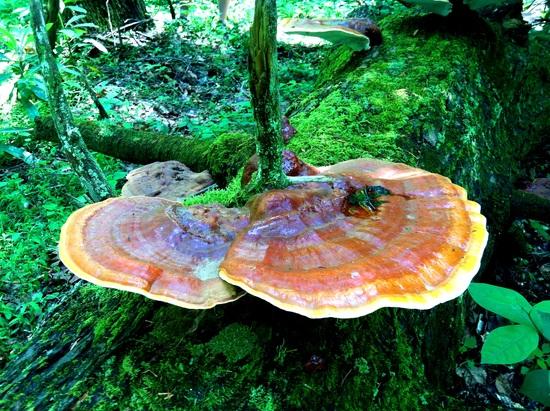 Fallen log
