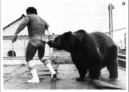 bear