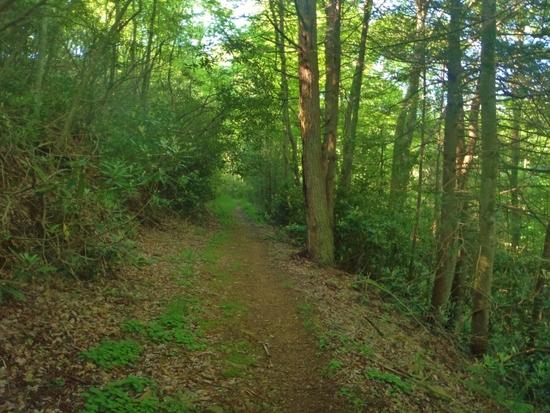 woods