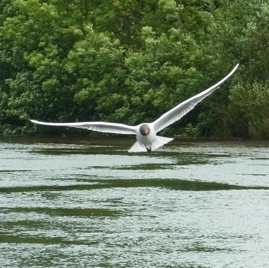 tern