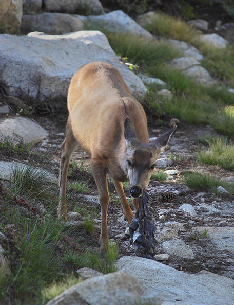 deer chewing boxers to get salt