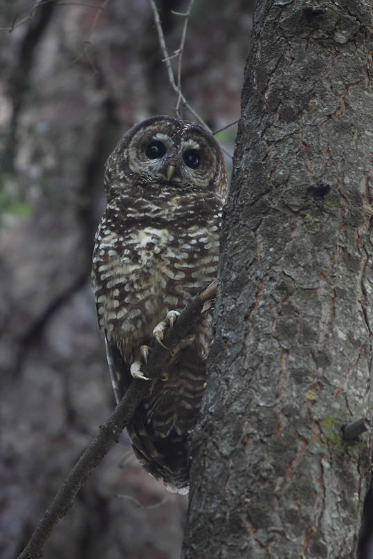 spotted owl