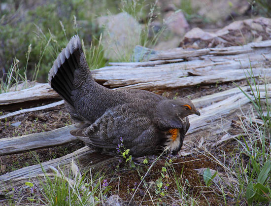 Blue Grouse -- Pacific Sooty subspecies