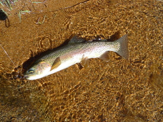 One of the big rainbows I caught and released