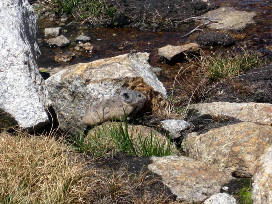 pika