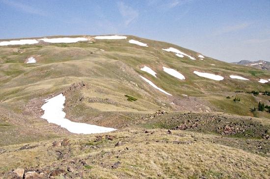 Ptarmigan