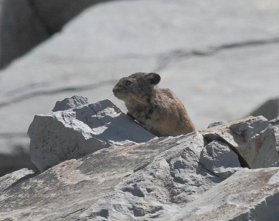 American Pika