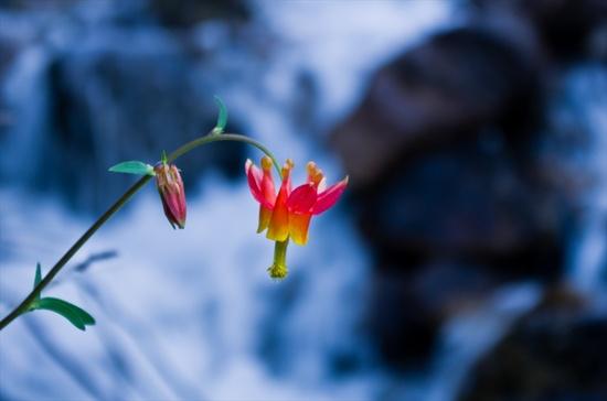 Columbine and river