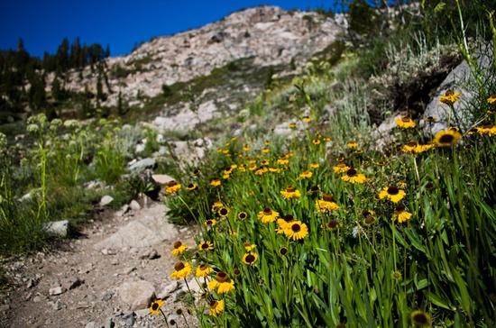 wildflowers