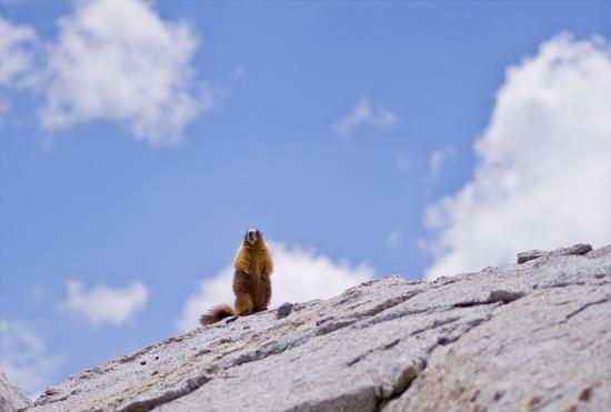 marmot