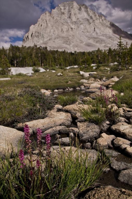 flowers and mountain