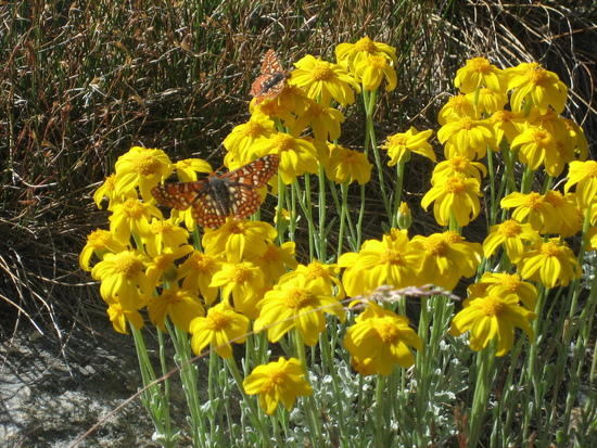 butterflies on flowers