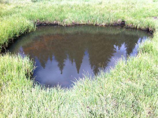 Reflection in fish pond