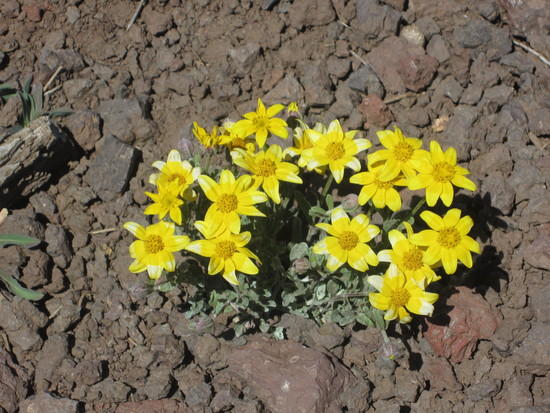 wild flower