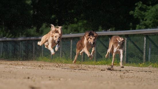 OMD action shot