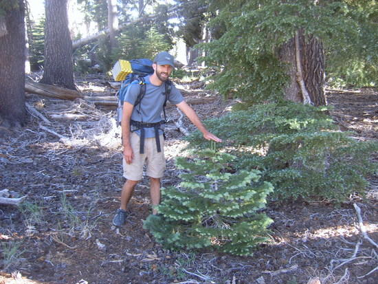 baby tree