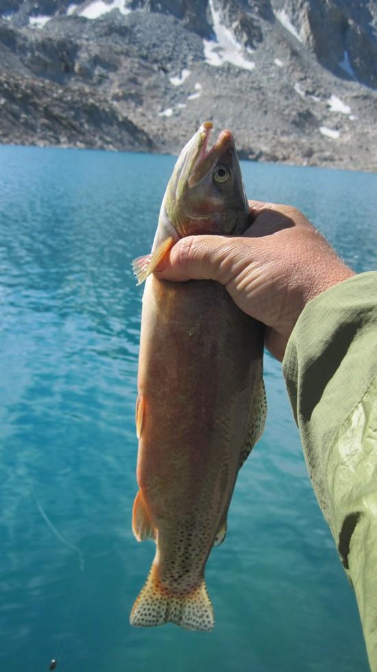 Goeth Lake fish