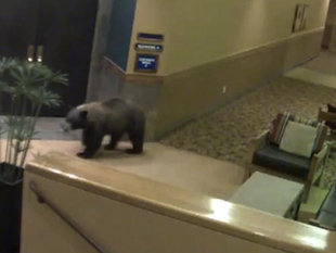 Bears