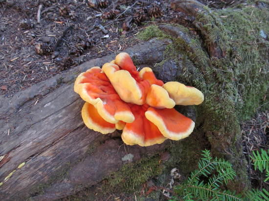 growth on tree