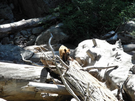 bear