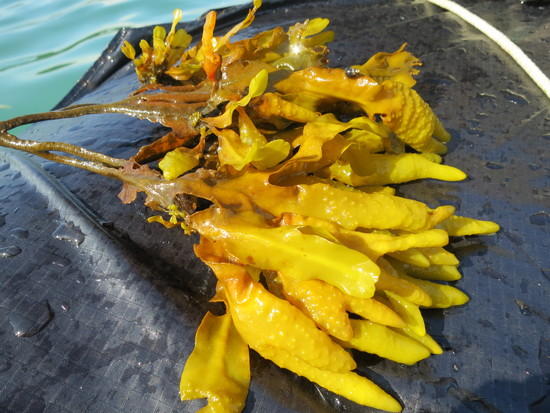 bladderwrack
