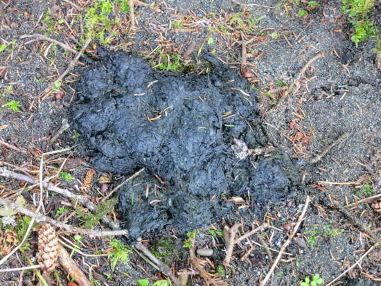 scat