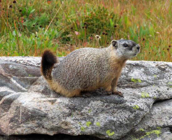 Marmot
