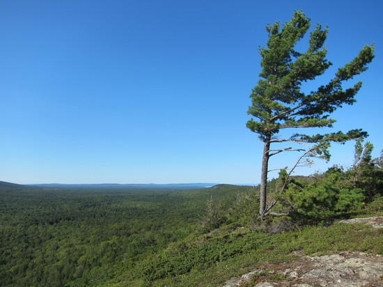 Escarpment tree