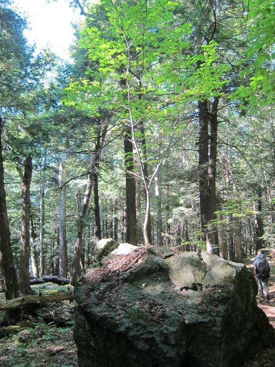 Little maple that could