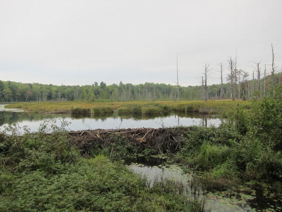 Dam on Lily Pond