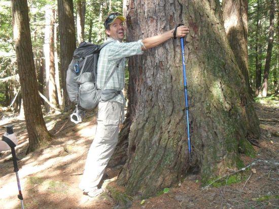 Tree love