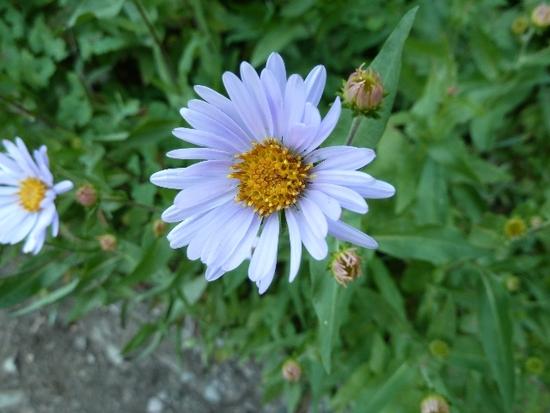 daisy