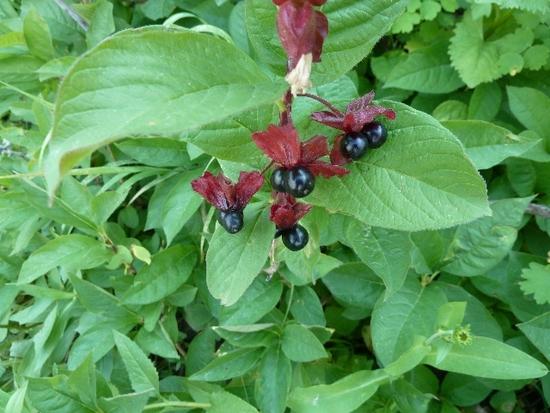 berries