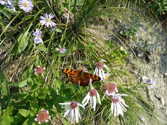 butterfly