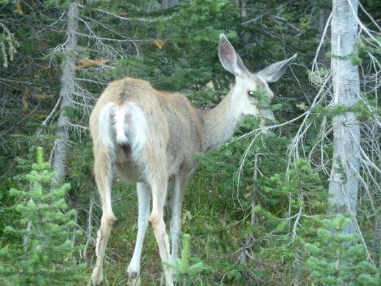 deer