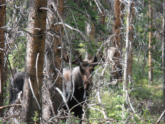 Moose