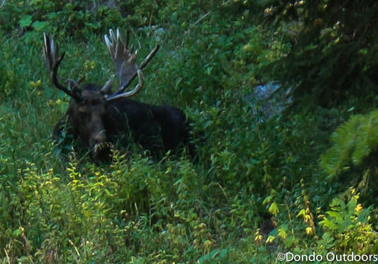 teton moose