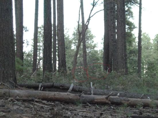 elk2