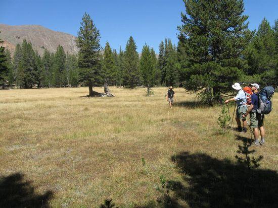 Meadow