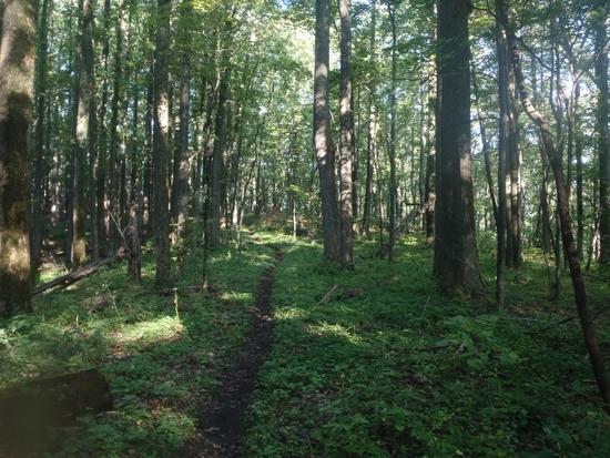 forest