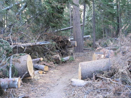 some of the cleared fall downs from last year