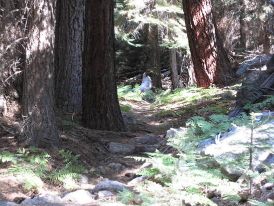 the trail