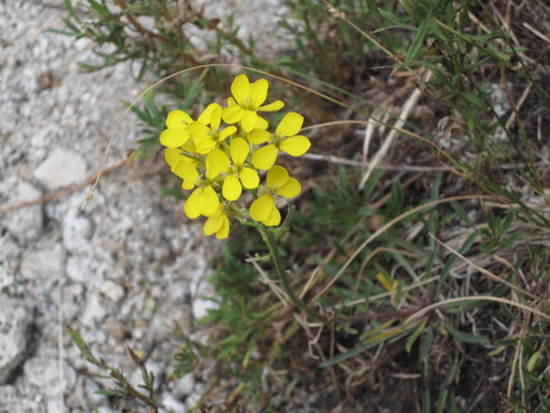 all the wild flowers are small this time of year