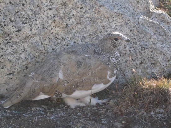white tailed ptarmigan by volgelsang lake