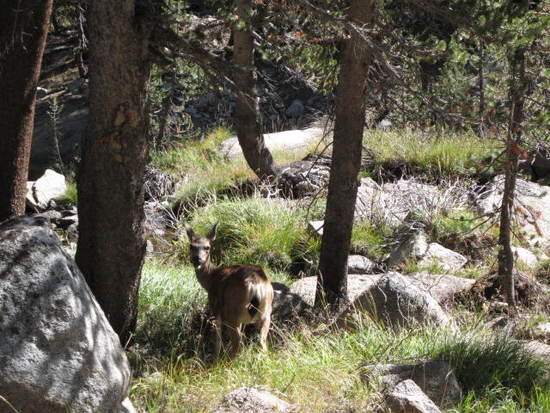 deer I saw on the way