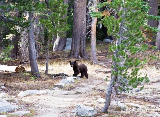 bear 2